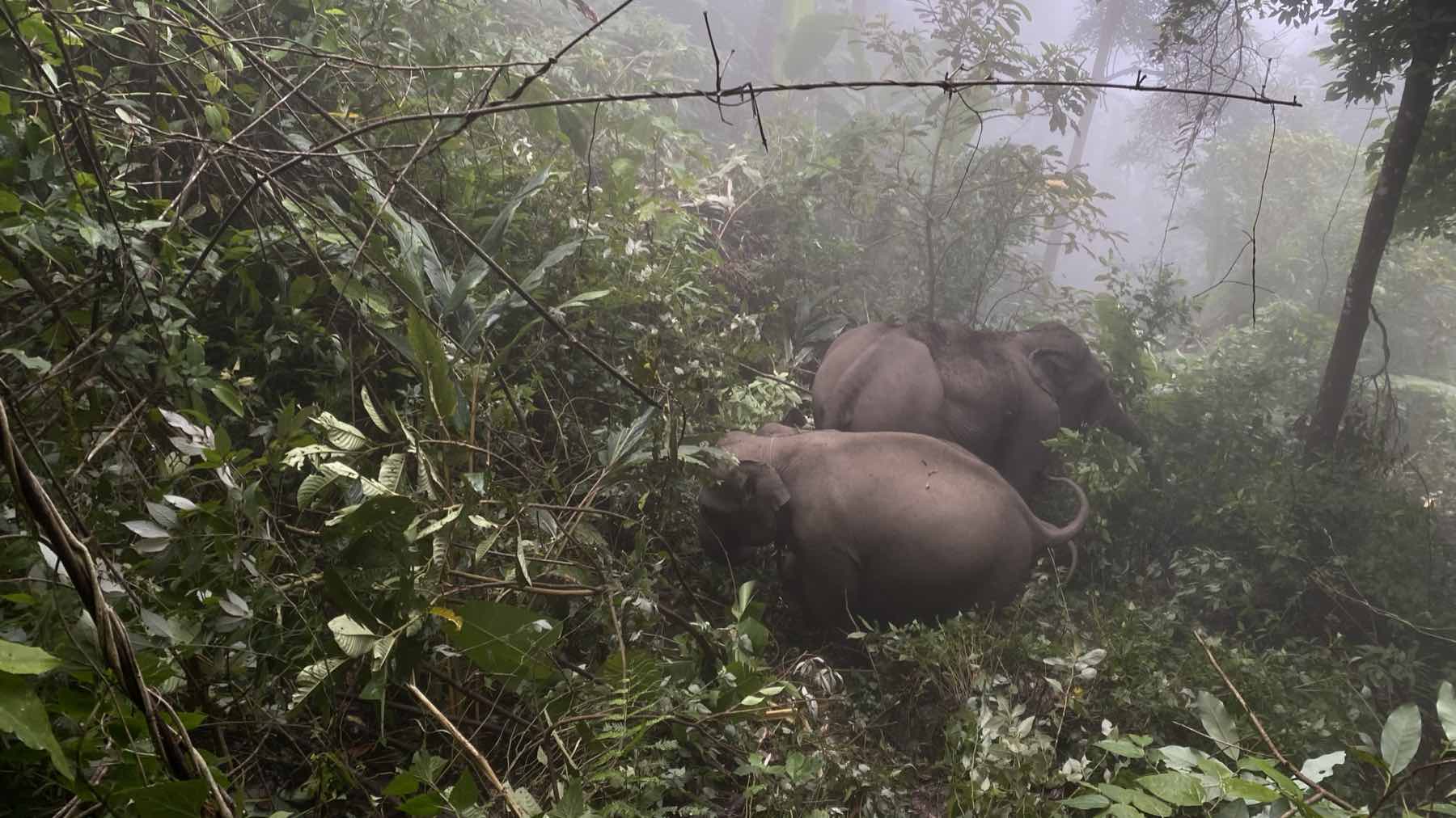 Two elephants moving through dense misty forest in Umphang, western Thailand.